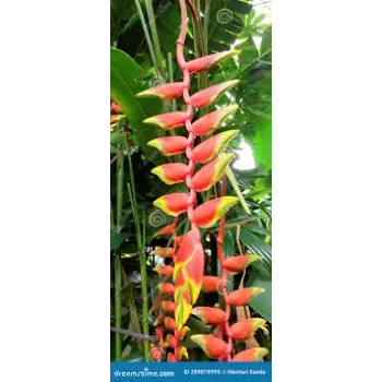 Stylist Banana Flower
